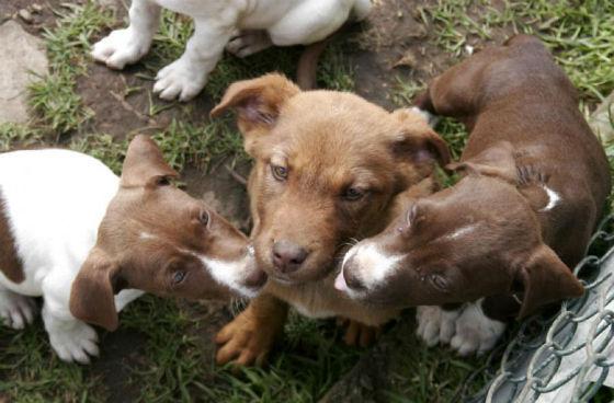 Perros - Foto: Secretaría de Salud