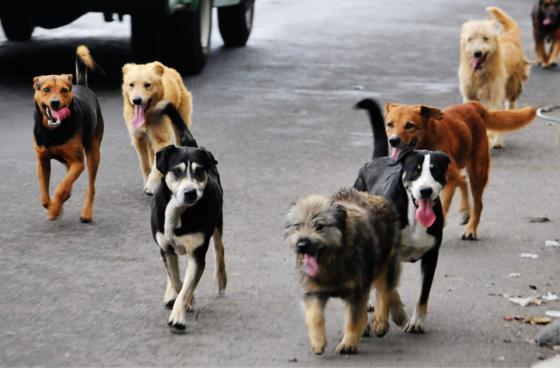 Animales domésticos y silvestres con política que los protege en el Distrito Capital