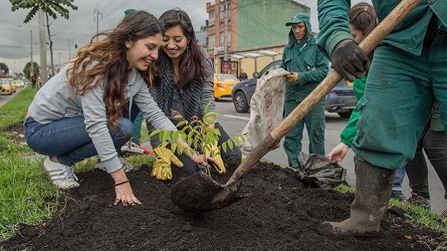 Se sembraron 120 árboles en la calle 63 - Foto: Jardín Botánico Bogotá