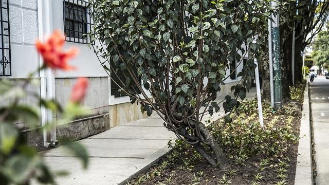 Jardínes por la llegada del papa - Foto: Jardín Botánico de Bogotá