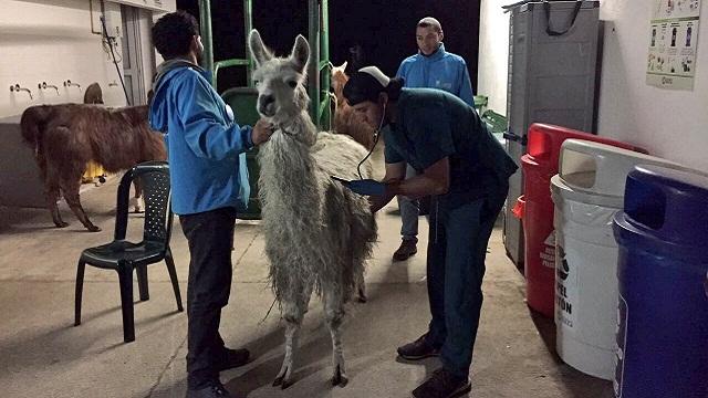 Llama rescatada por el Dsitrito - Foto: Prensa Oficina de Protección y Bienestar Animal