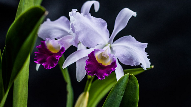 Las mejores orquídeas llegan a Bogotá - Foto: Jardín Botánico