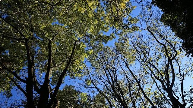 Atención a árboles en riesgo - Foto: Jardín Botánico Bogotá