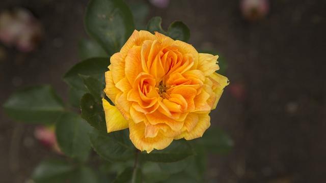 Rosaleda del Jardín Botánico de Bogotá - Foto: Jardín Botánico