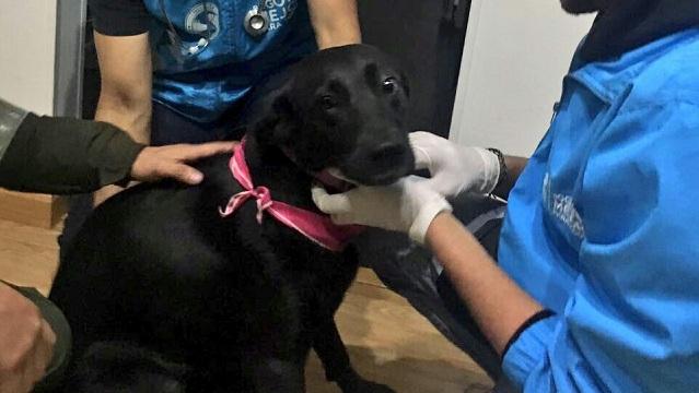 Sasha siendo examinada por los veterinarios de Bienestar Animal. 