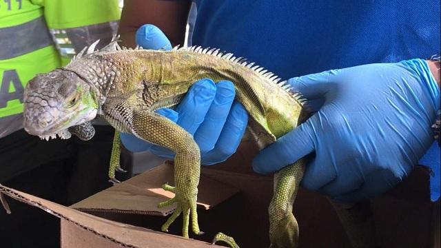 Capturas por tráfico de animales silvestres en Bogotá - Foto: Secretaría de Ambiente