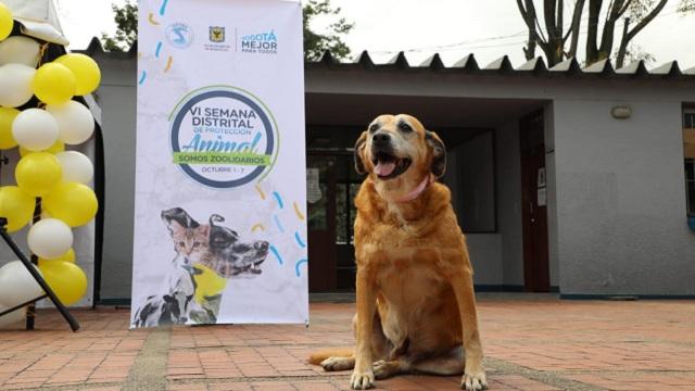 Foto: Instituto de Protección y Bienestar Animal 