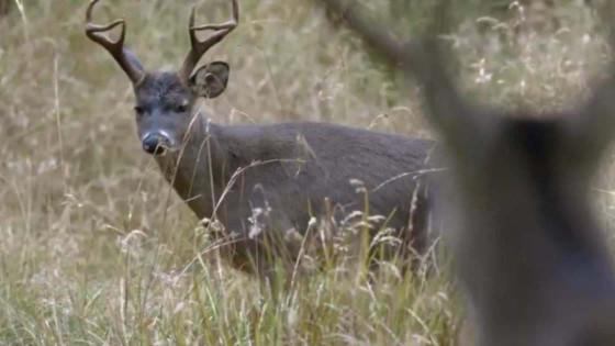 Tourism in Bogotá City of Deer, Green Mountains, Paramos, and Wetlands