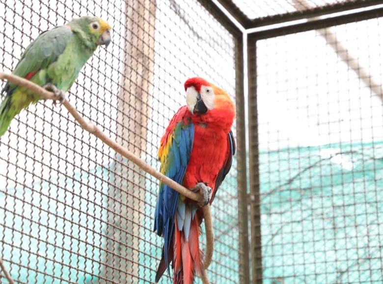 Guacamaya en el nuevo Centro Temporal de Fauna Silvestre en Bogotá