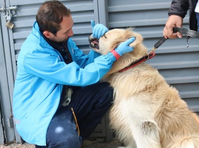 Más de 17.500 perros y gatos de calle, en estado vulnerable y con cuidador, han sido atendidos por Urgencias Veterinarias y Brigadas Médicas, un trabajo hoy reconocido a nivel mundial.