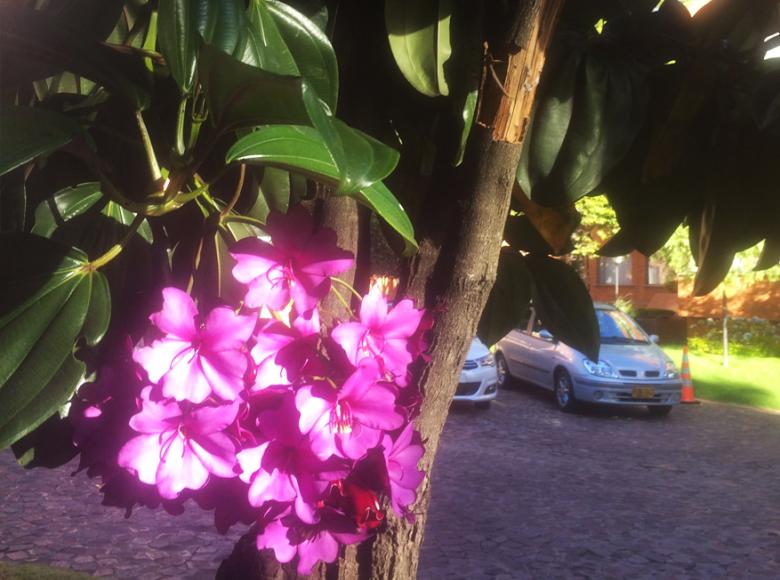 Árbol autóctono de Bogotá. "Sietecueros florecido" - Foto: Twitter @PATRICIA4587.