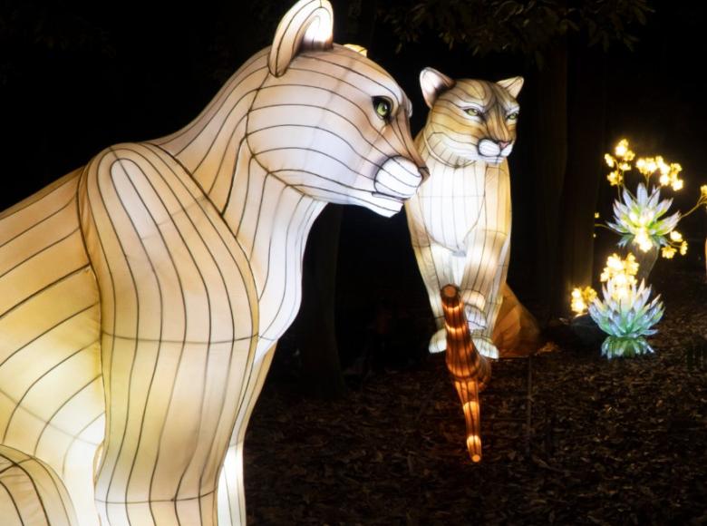 Los asistentes podrán ver de cerca una familia de pumas gigantes e iluminados. - Foto: Jardín Botánico.