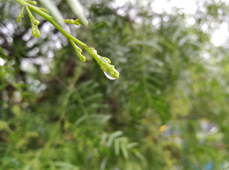 La plantas nos proporcionan alimentos, medicinas, madera, combustible y fibras. Brindan cobijo, producen el oxígeno que respiramos y estabilizan el clima.