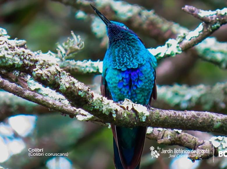 COLIBRÍ CHILLÓN: es un ave muy territorial y forrajea en las partes más altas de la vegetación. Le encanta estar en jardínes y bebederos. 