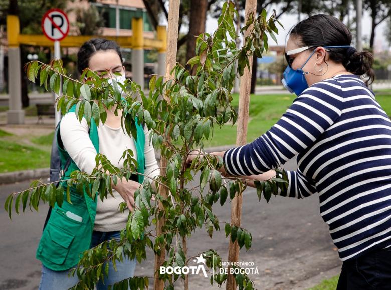 En el sector de Salitre Oriental se plantaron 66 árboles de especies nativas. 