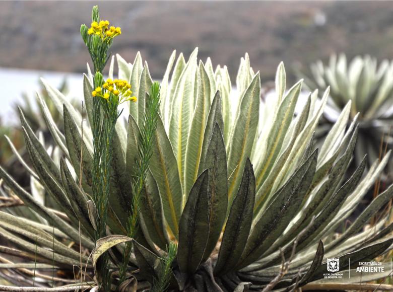 Los frailejones crecen un centímetro por cada año.