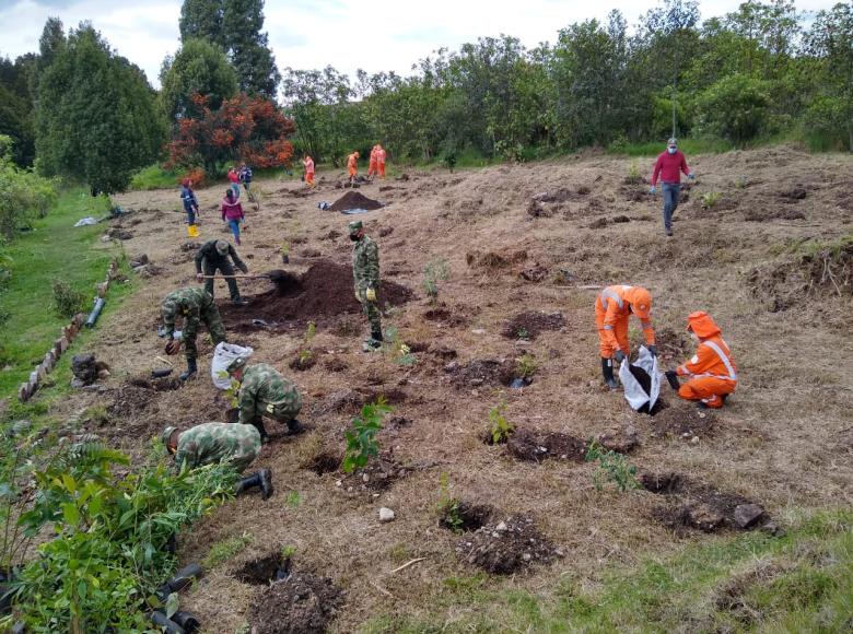 Hayuelo, arrayán, cajero y espino garbanzo, son algunas de las especies que se están plantando en la ciudad.