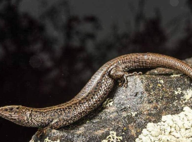 La Anadia bogotensis es una especie de lagarto que habita en los bosques altoandinos y páramos de Bogotá.