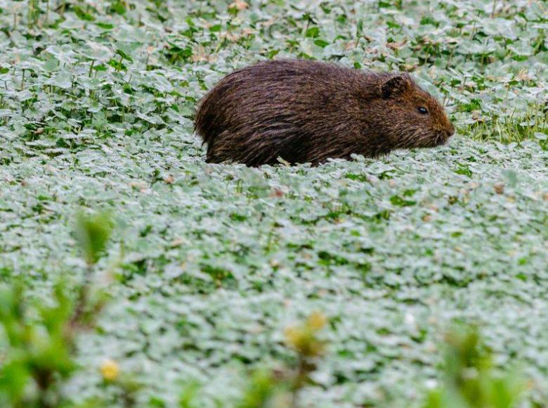 Los cavia anolaimae o curies habitan en los humedales de la ciudad y construye sus nidos en las áreas de mayor vegetación.