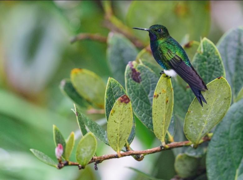  Eriocnemis vestita es un tipo de colibrí que brinda equilibrio a los ecosistemas y promueve la dispersión de semillas.