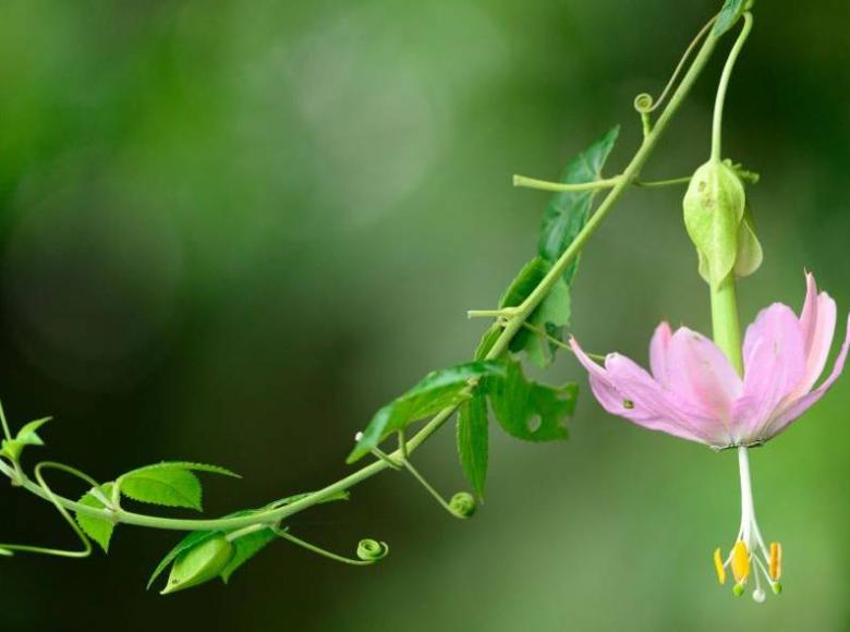 Esta Passiflora reposa delicada en los espacios verdes de la ciudad para atraer a polinizadores como el colibrí.