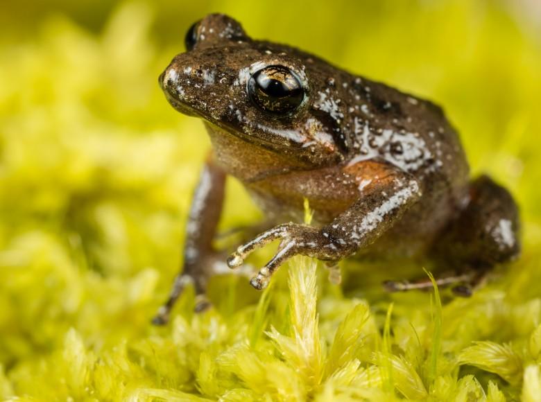 Pristimantis bogotensis es el nombre de esta rana que habita los bosques altoandinos bogotanos.