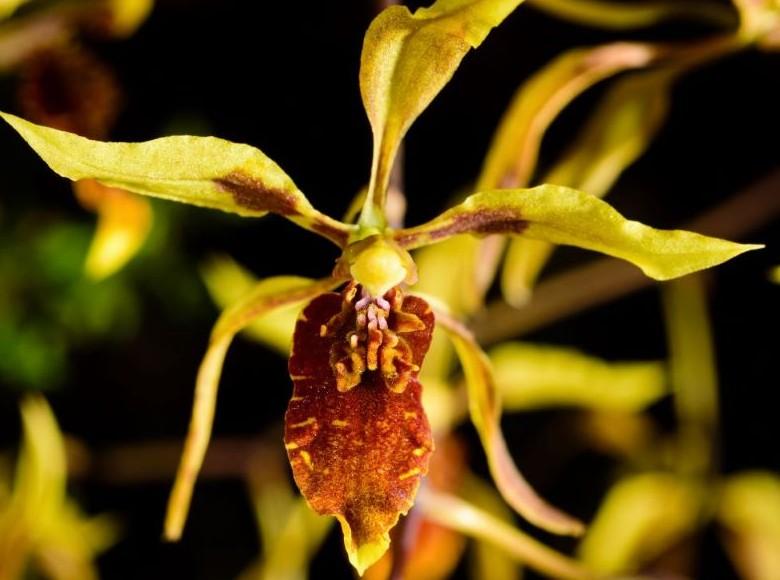 En el páramo de Sumapaz habitan diversos tipos de especies florales como esta imponente orquídea.