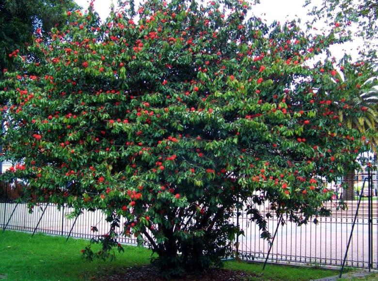 Carbonero rojo (Calliandra carbonaria): es un árbol nativo de crecimiento lento. Vive entre 40 y 50 años y es muy resistente a las temperaturas bajas.