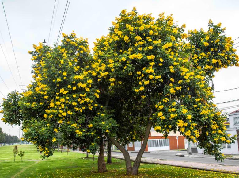 Chicalá amarillo: especie nativa que alcanza una altura de hasta 7 metros. Flores atractivas para las abejas, llega a vivir entre 30 y 40 años. 