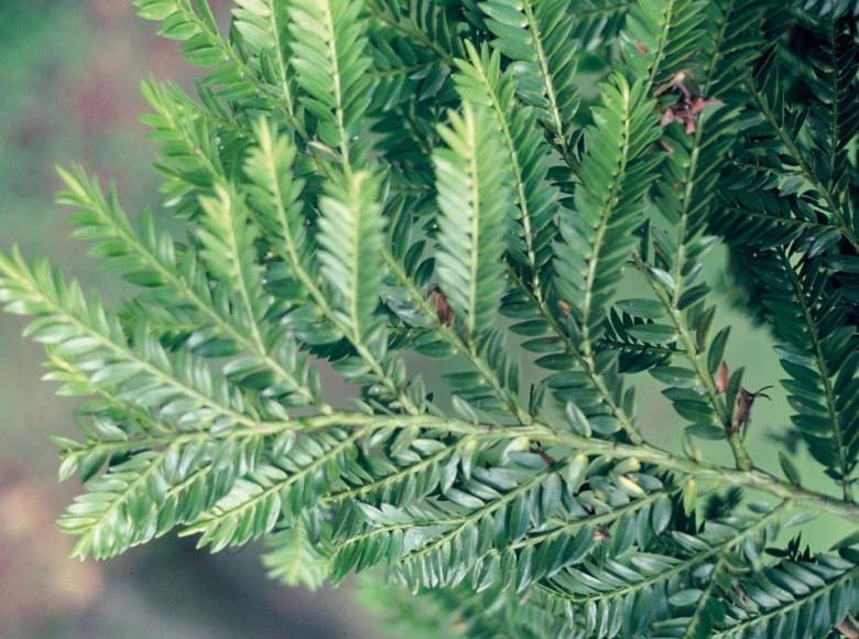 Pino romerón (Nageia rospigliossi): especie nativa de la cordillera de Los Andes y pino propio de los países bolivarianos. Alcanza una altura de hasta 20 metros y vive cerca de 80 años. 