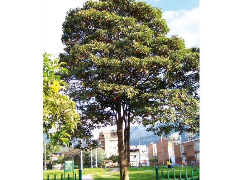 Sangregado (Croton spp): es una especie de rápido crecimiento, por lo cual resulta ideal para la recuperación de suelos degradados o zonas con evidentes procesos de erosión.