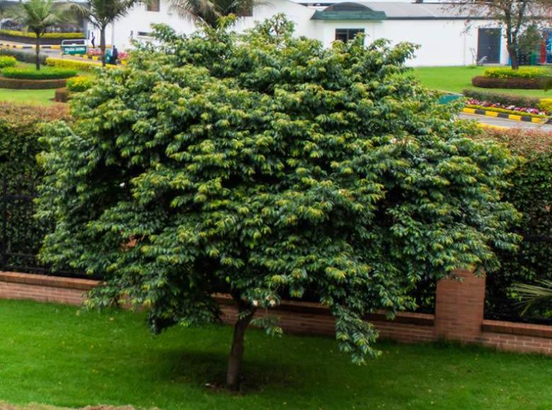 Guayacán de Manizales (Lafoensia acuminata): es una especie nativa, muy común en la Sabana de Bogotá, con un uso ornamental pero también maderable. Puede alcanzar una estatura de hasta 20 metros en edad adulta y una vida de hasta medio siglo.