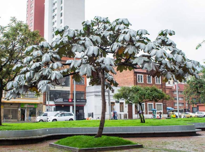 Yarumo (Cecropia telenitida): es un árbol de hojas grandes, palmeadas, que alcanza una altura hasta de 10 metros y una vida de hasta 20 años.