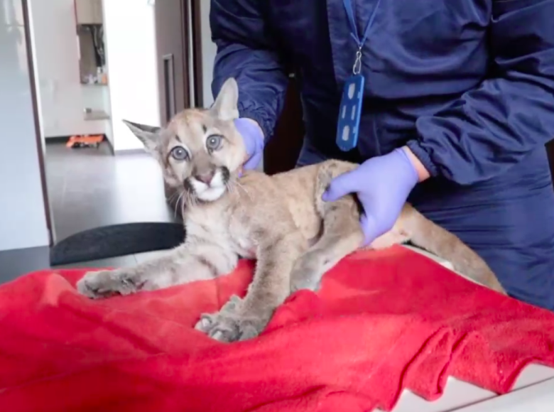 Médicos veterinarios examinaron al animal hace tres meses a su llegada al Centro de Fauna Silvestre. No podía caminar bien. Foto: Secretaría Ambiente.