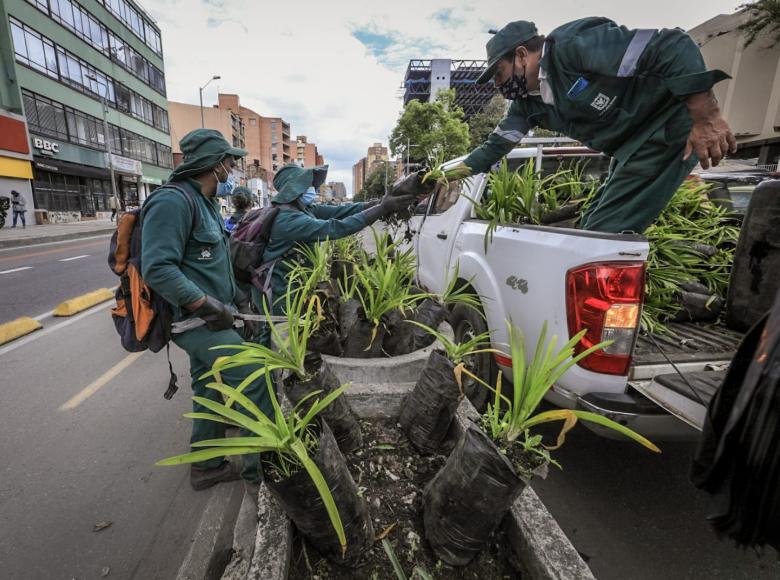 Trabajadores del Jardín Botánico hacen mantenimiento de materas en la carrera séptima. Foto Alcaldía de Bogotá