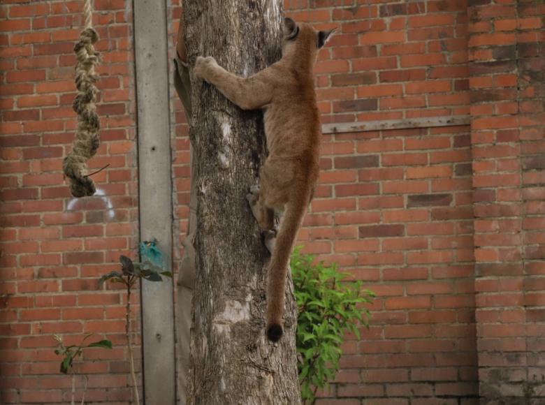 El felino ha ido mostrando una notable mejoría en su condición física y comportamental. Foto: Secretaría Ambiente.