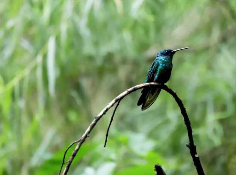 El colibrí chillón se caracteriza por el tono de su canto y por el rápido movimiento de sus alas. 