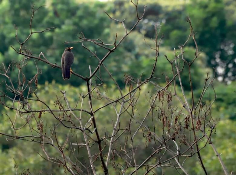 Esta Mirla Patinaranja es una de las aves que visita el humedal por esta época.