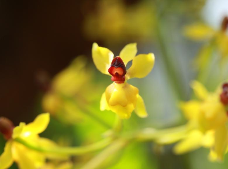 Especie: Cyrtochilum murinum. Tiene hojas verdes claras concolor y botones florales amarillo verdosos. Se distribuye en Colombia, Ecuador, Venezuela y Perú en montañas y tierras altas. 