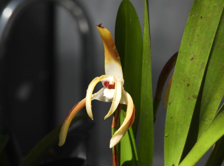 Especie: Prosthechea Crassilabia. Es una orquídea que se encuentra en algunos países de América y florece en primavera y verano. Son epifitas, es decir, que crecen sobre otro vegetal usándolo como soporte.