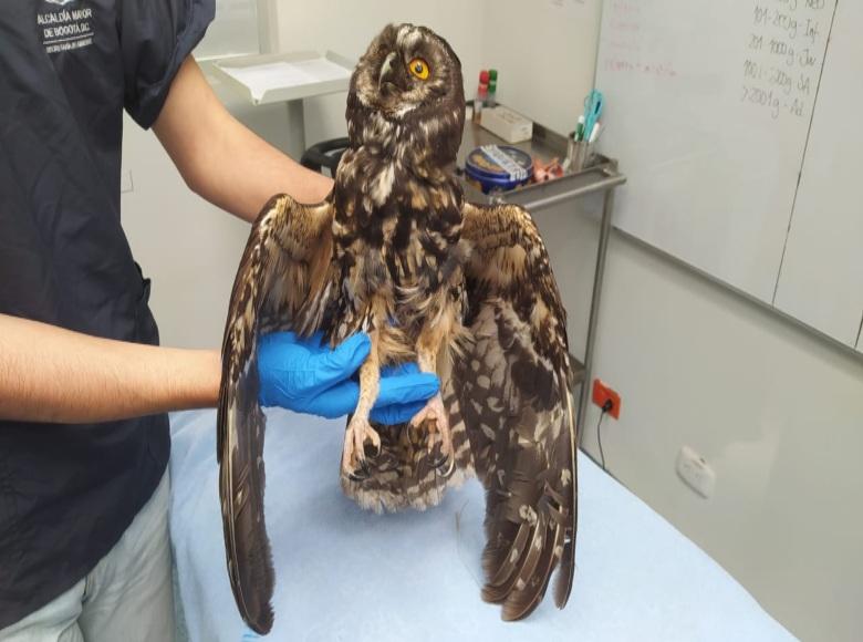 4 han sido los animales silvestres han sido recuperados por la Secretaría de Ambiente en cercanías a los incendios forestales. En la foto, un búho recuperado en la parte alta del sendero quebrada La Vieja. 