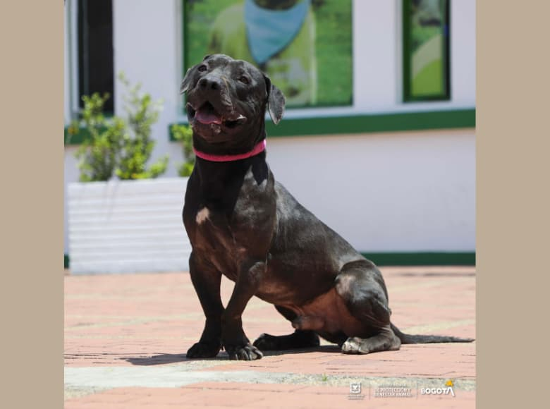 Ethan es un perro de 6 años que tiene una condición médica ya que cojea de su patica derecha debido a que tuvo un accidente por lo que necesita de medicina, sin embargo, es un perrito muy juguetón, tiene mucha energía, es súper consentido y obediente.