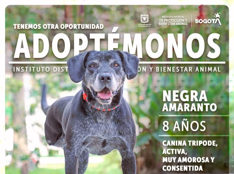 Negra Amaranto tiene ocho años. Es una canina tripoide, activa, muy amorosa y consentida. Lleva 624 días esperando a las personas a quien brindarle cariño incondicional. 