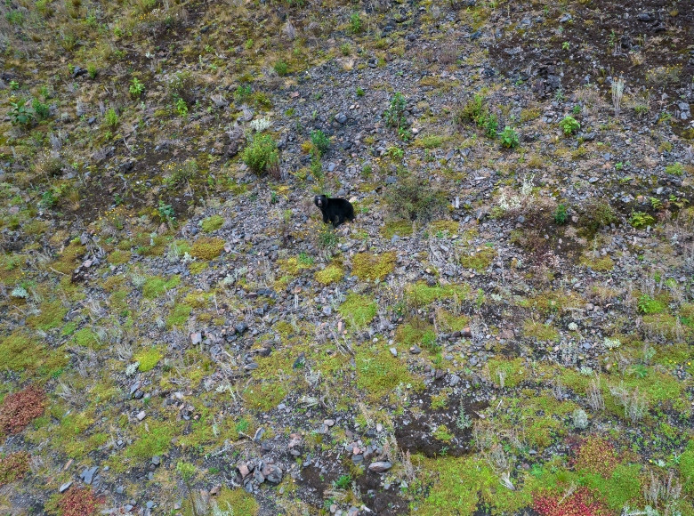 Un equipo de la Empresa de Acueducto y Alcantarillado de Bogotá captó el momento exacto donde un oso andino camina donde antes había agua. Aquí las fotos 👉🏻