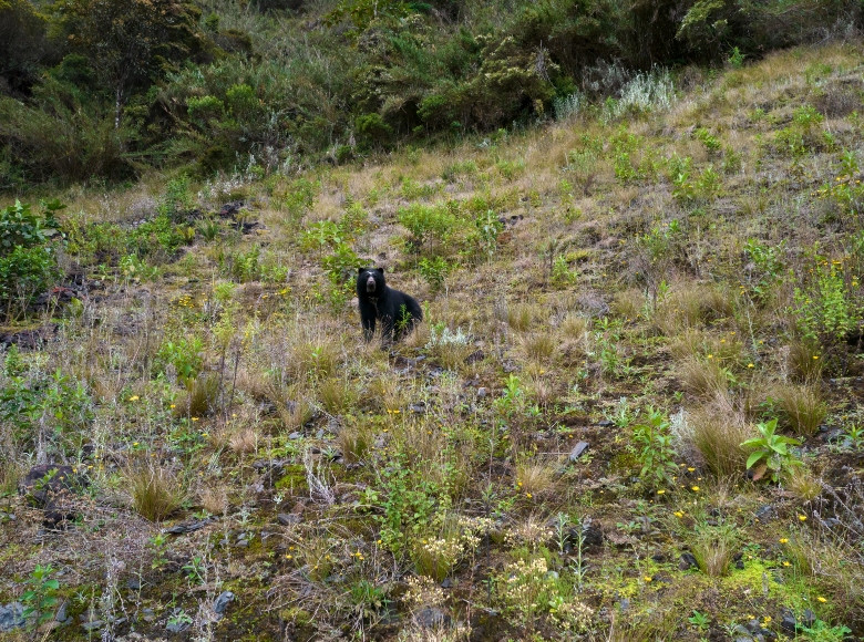 Esta especie de osos son claves para el funcionamiento de los ecosistemas de Chingaza. 