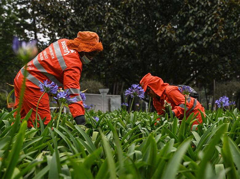 Durante la fase de cuidados intensivos se hicieron fumigaciones para controlar roedores y se aplicaron tratamientos fitosanitarios: aspersión foliar y cicatrización. ¡Más de 500 árboles fueron atendidos! 