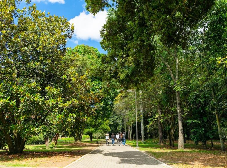 ‘Bogotá, mi Ciudad, mi Casa’ más de 700 expertos plantan y cuidan árboles que más adelante harán parte de del paisaje urbano de la ciudad. 