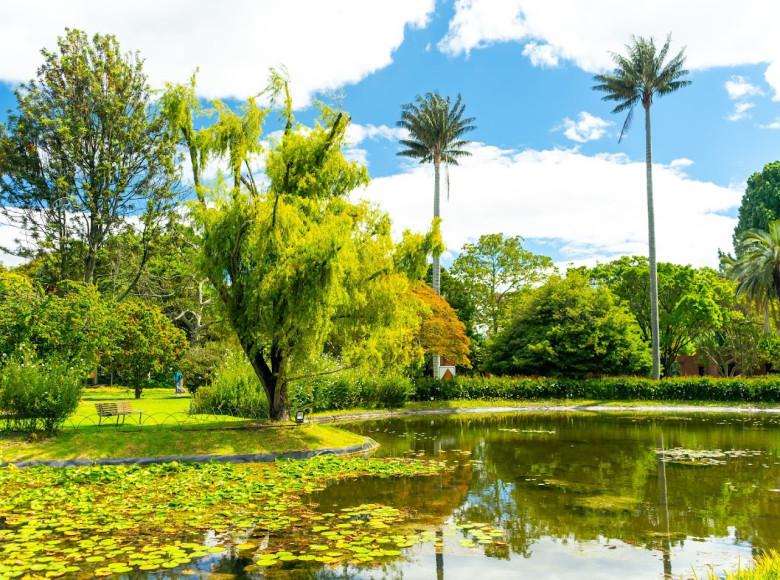 Bogotá y el Jardín Botánico siembran de manera permanente miles de árboles para reemplazar las especies que cumplen su ciclo de vida. 