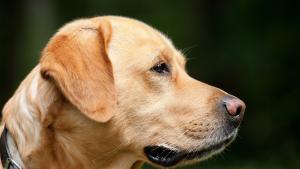 Encuentros zoolidarios en Suba, invitan con esta foto de perro labrador dorado 