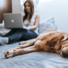 Mujer joven sentada en su cama con su computador en su regazo. A su lado duerme un labrador dorado.